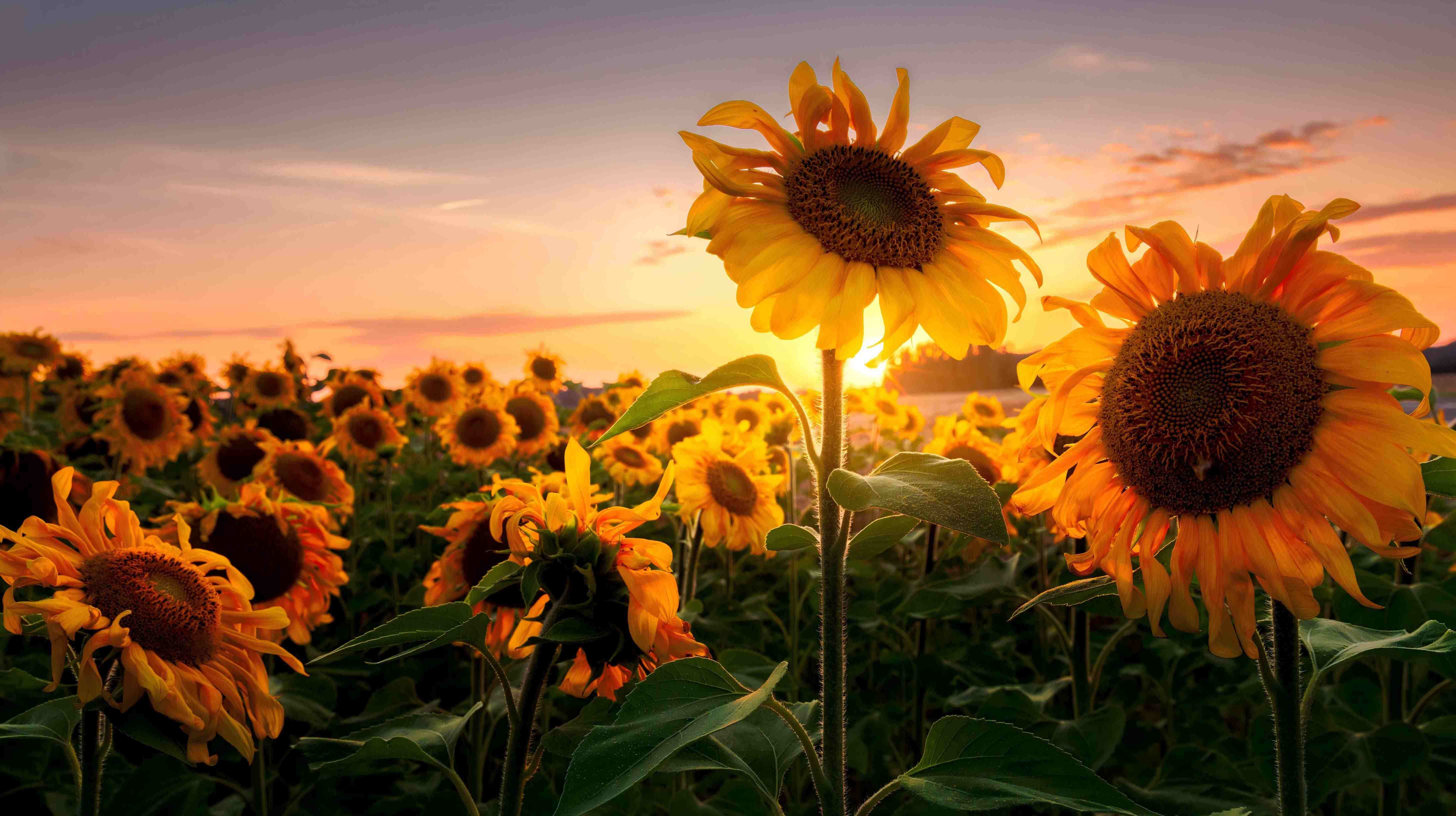 科 技 乐 服 人 文